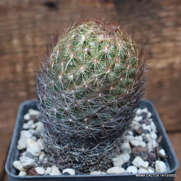 D2860 CORYPHANTHA DELATIANA SB339 pot9-H8-W5 cm MaMa Cactus