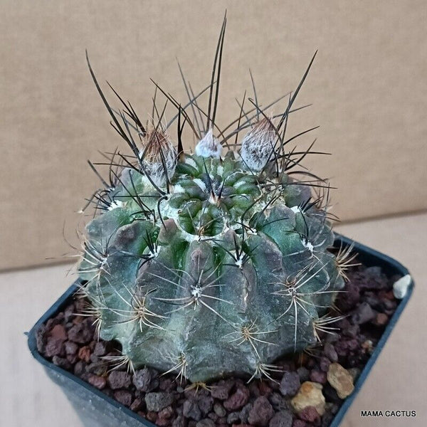 NEOPORTERIA OCCULTA MONSTER