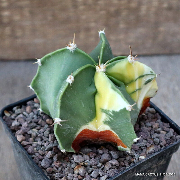 ASTROPHYTUM ORNATUM VARIEGATED