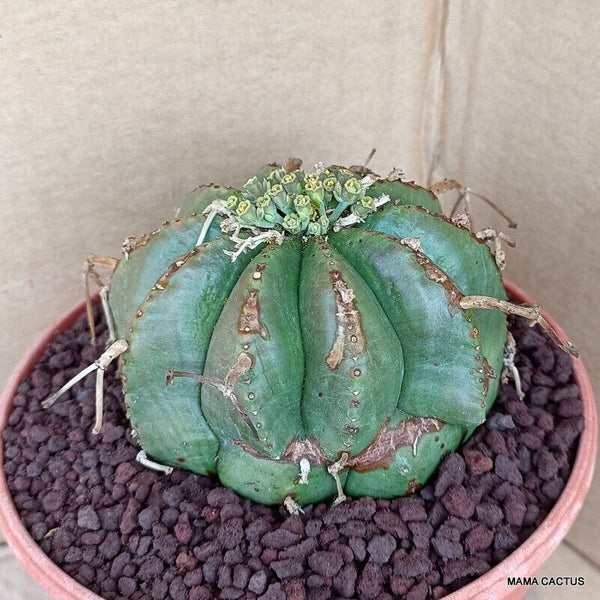 EUPHORBIA VALIDA MONSTER