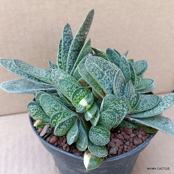 A7382 GASTERIA VERRUCOSA VARIEGATED pot10-H9-W15 cm MaMa Cactus 2nd