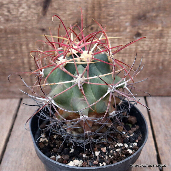 FEROCACTUS EMORYI