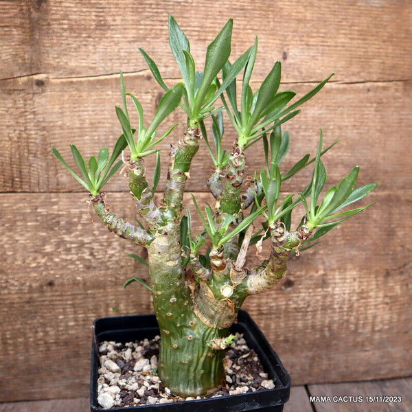 A9800 TYLECODON PANICULATUS pot14-H24-W17 cm MaMa Cactus