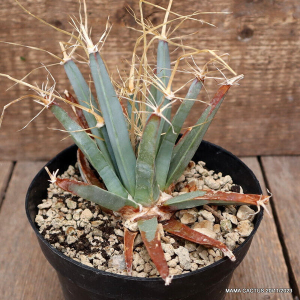 LEUCHTENBERGIA PRINCIPIS