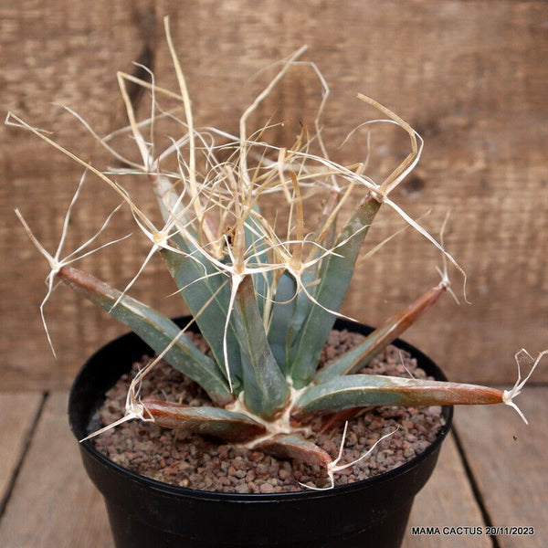 LEUCHTENBERGIA PRINCIPIS