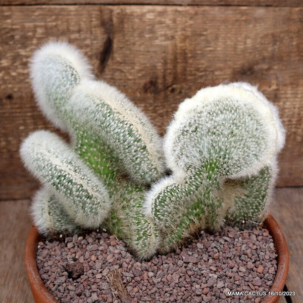 CLEISTOCACTUS STRAUSII CRESTED