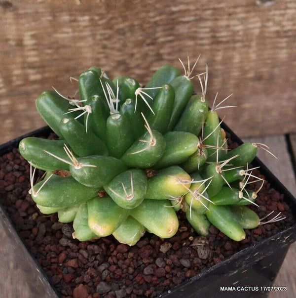 MAMMILLARIA MAGNIMAMMA MONSTER