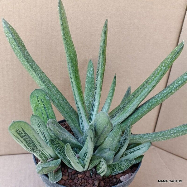 A9848 GASTERIA VERRUCOSA pot12-H19-W23 cm MaMa Cactus