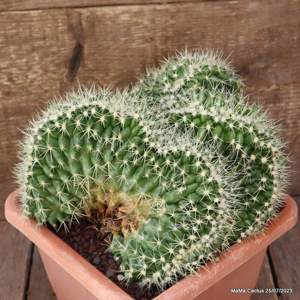 ECHINOCACTUS GRUSONII CRESTED