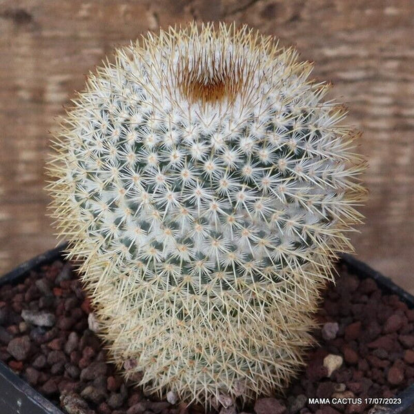 MAMMILLARIA ELEGANS L1132