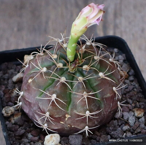 GYMNOCALYCIUM MIHANOVICHII DAYDREAM