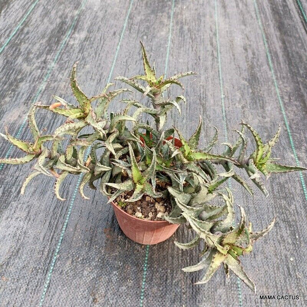 ALOE CASTILLONIAE