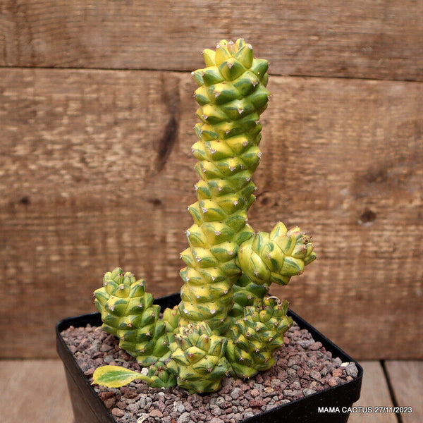 MONADENIUM RITCHIEI VARIEGATED