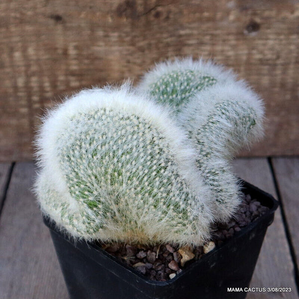 CLEISTOCACTUS STRAUSII CRESTED