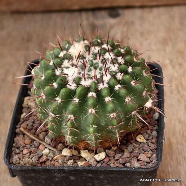 NOTOCACTUS ROSEOLUTEUS