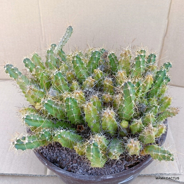 A2775 ECHINOCEREUS PENTALOPHUS pot 22 cm H 12 cm W 30 cm MaMa Cactus