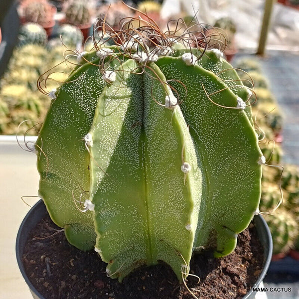 ASTROPHYTUM CAPRICORNE