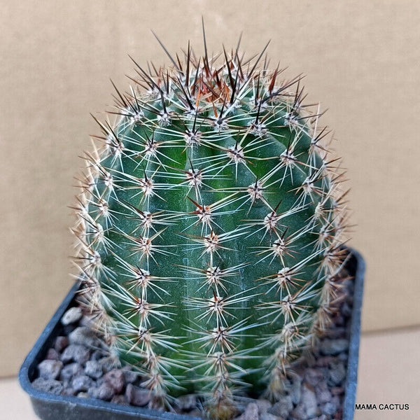 A6578 LOBIVIA AUREA pot7-H8-W7 cm MaMa Cactus