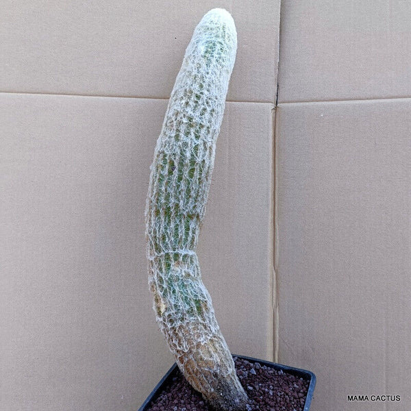 A7833 ESPOSTOA MELANOSTELE pot 16 cm H 46 cm W 7,5 cm MaMa Cactus