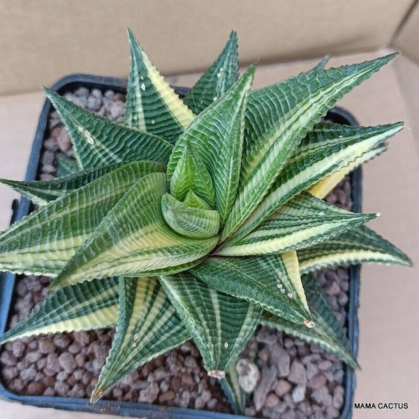 A6551 HAWORTHIA LIMIFOLIA VARIEGATED pot10-H11-W13 cm MaMa Cactus