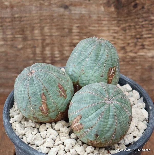 EUPHORBIA OBESA ARROW OLD