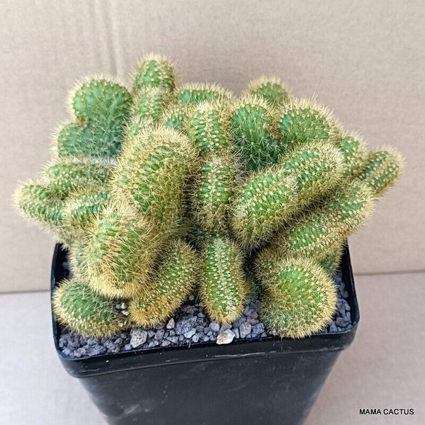 NOTOCACTUS LENINGHAUSII CRESTED