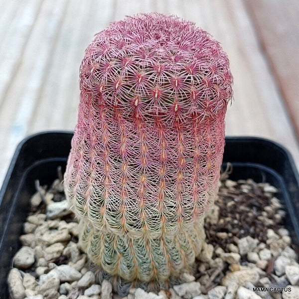 ECHINOCEREUS RIGIDISSIMUS RUBRISPINUS