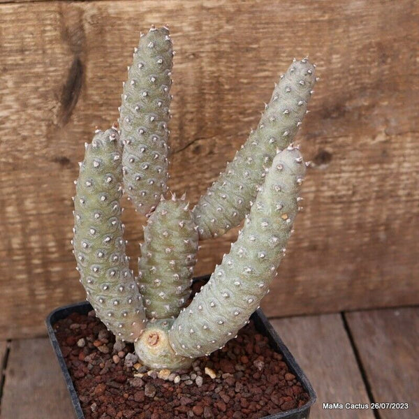 A6705 TEPHROCACTUS ARTICULATUS INERMIS pot10-H18-W13 cm MaMa Cactus