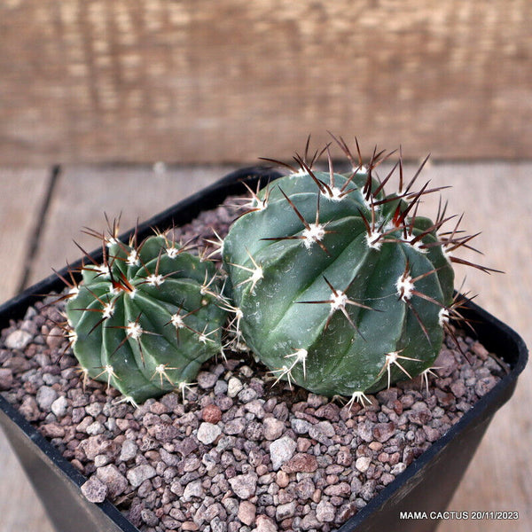 MELOCACTUS CURVISPINUS