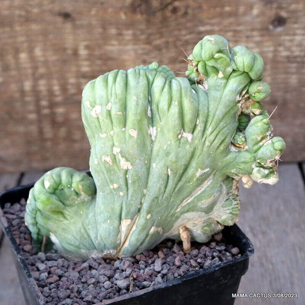 TRICHOCEREUS BRIDGESII CRESTED