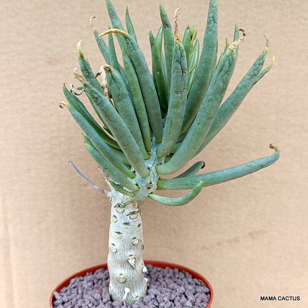 D777 TYLECODON RETICULATUS pot 10 cm H 13 cm W 5 cm MaMa Cactus