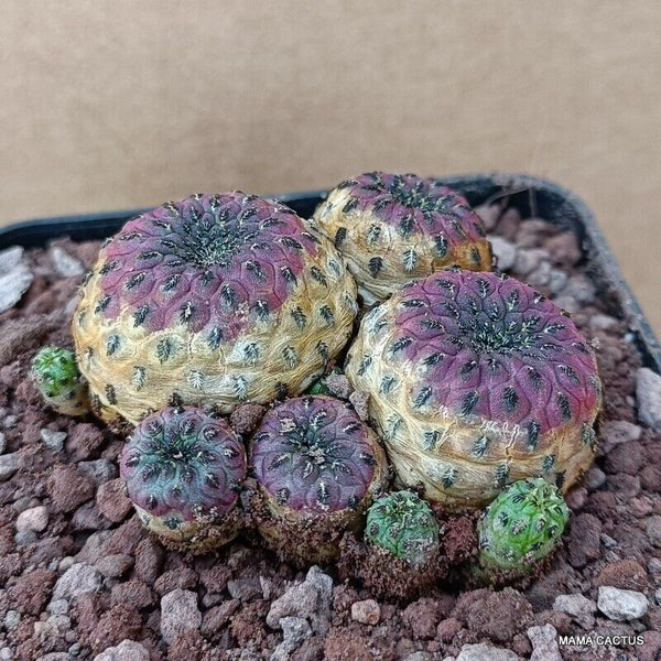 SULCOREBUTIA RAUSCHII VIOLACIDERMIS