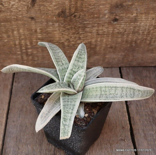 D1765 GASTERIA VERRUCOSA VARIEGATED WHITE pot10-H11-W25 cm MaMa Cactus