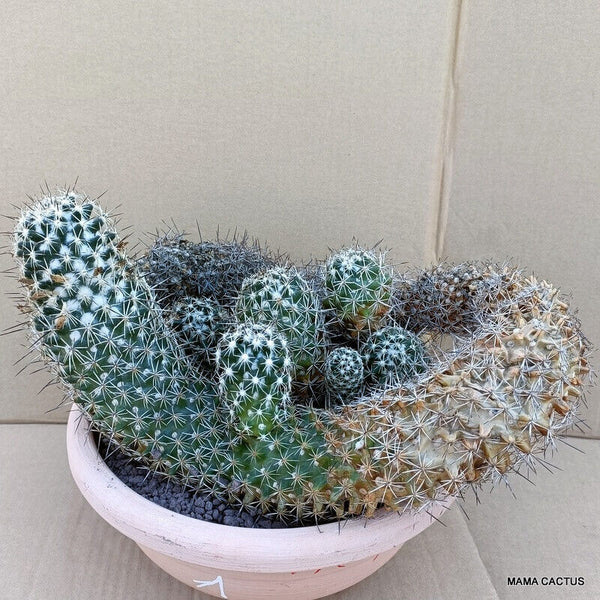 A2781 CORYPHANTHA VILLARENSIS pot 25 cm H 17 cm W 29 cm MaMa Cactus