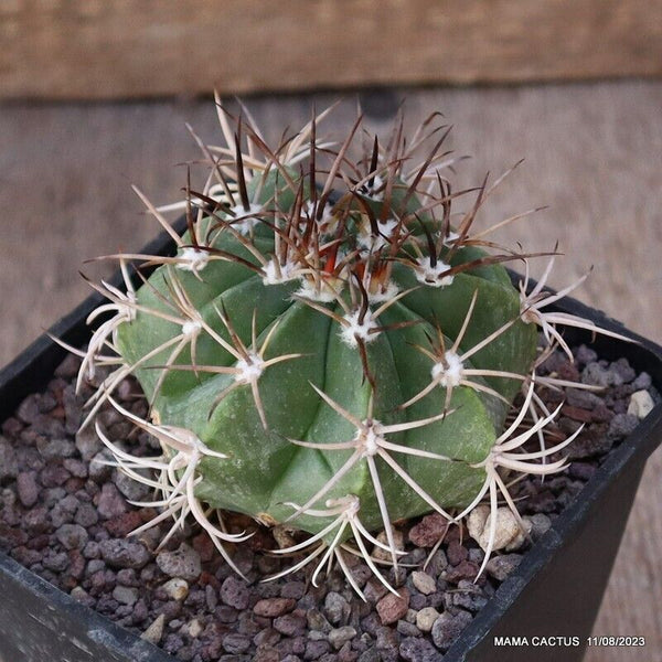 MELOCACTUS NERYI