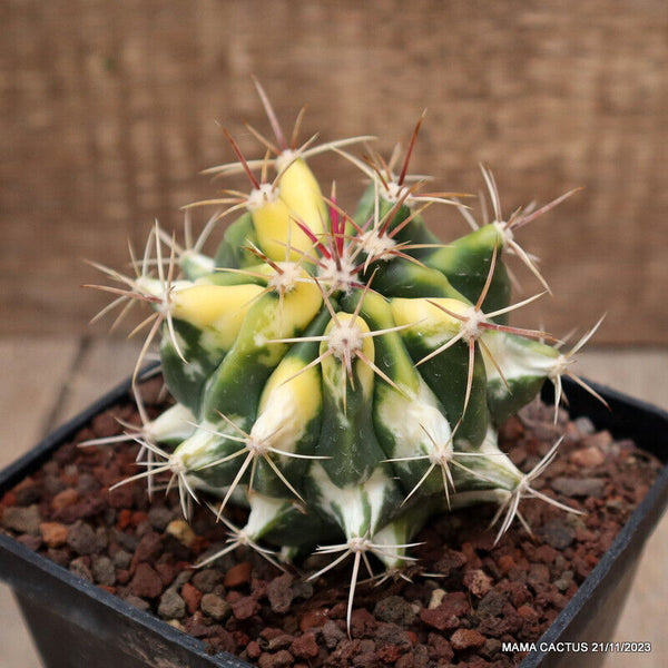 FEROCACTUS HYBRID VARIEGATED