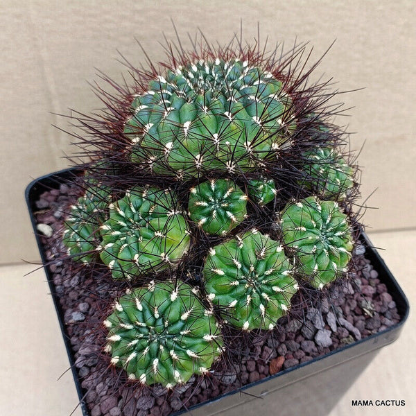 SULCOREBUTIA TOTORENSIS