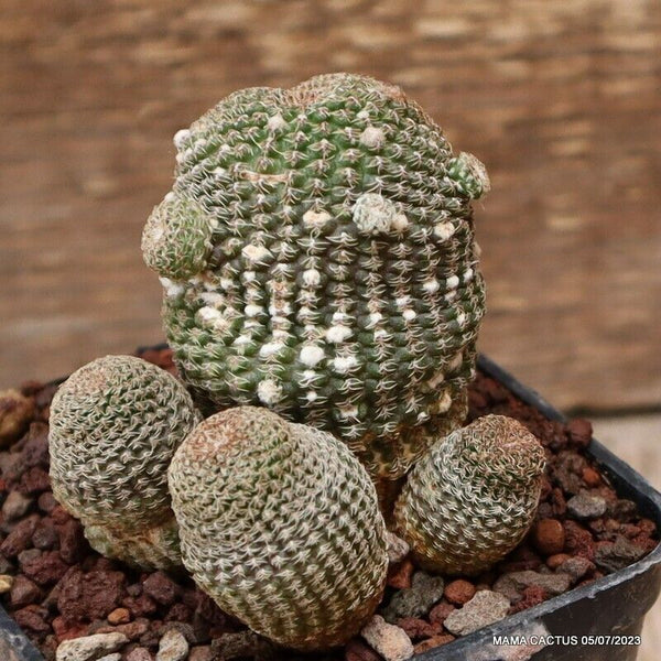 A5957 LOBIVIA FAMATIMENSIS FR 459 pot7 H7-W6 cm MaMa Cactus