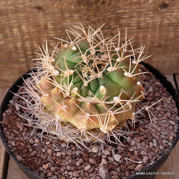 GYMNOCALYCIUM MONVILLEI MONSTER