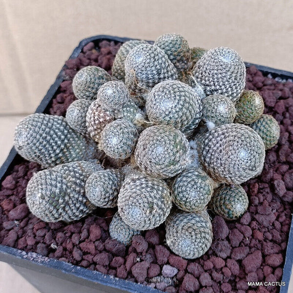 SULCOREBUTIA HELIOSA V. SOLISIOIDES