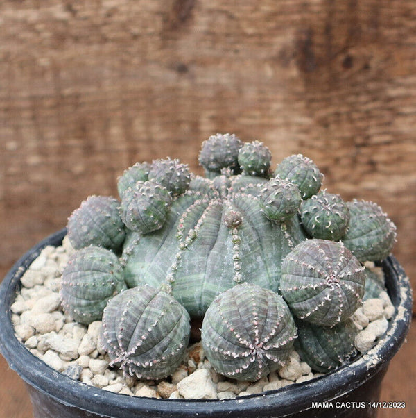 EUPHORBIA OBESA PROLIFICA ARROW OLD