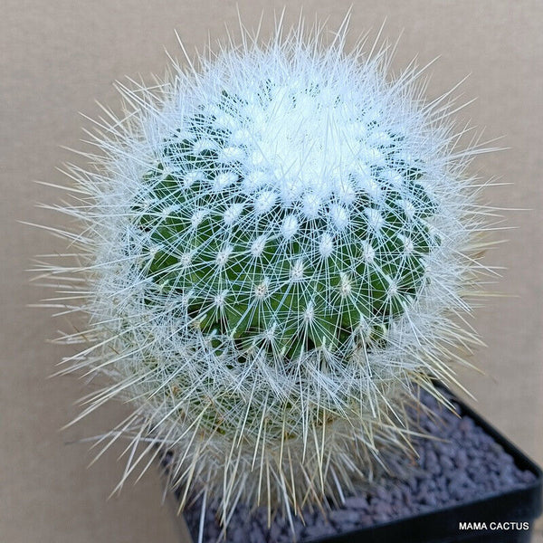 A7766 THELOCACTUS MCDOWELII pot 12 cm H 18 cm W 9 cm MaMa Cactus