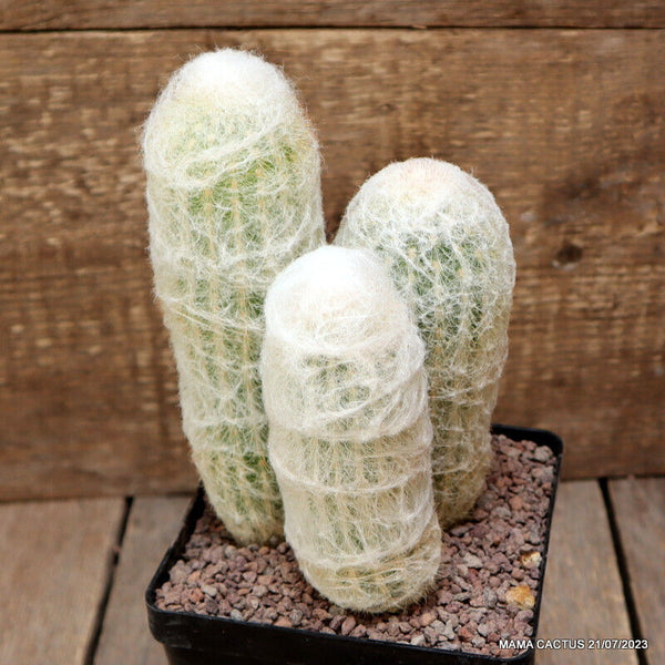 A4515 ESPOSTOA MELANOSTELE pot12-H18-W11 cm MaMa Cactus