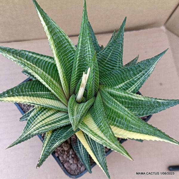 A6546 HAWORTHIA LIMIFOLIA VARIEGATED pot10-H13-W15 cm MaMa Cactus