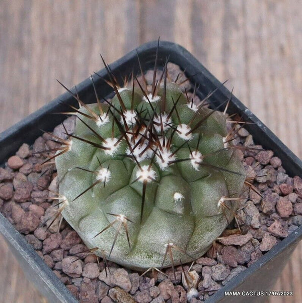 COPIAPOA CINEREA BLACK SPINES