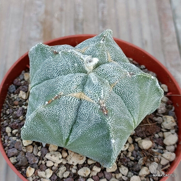 ASTROPHYTUM MYRIOSTIGMA ONZUKA MONSTER