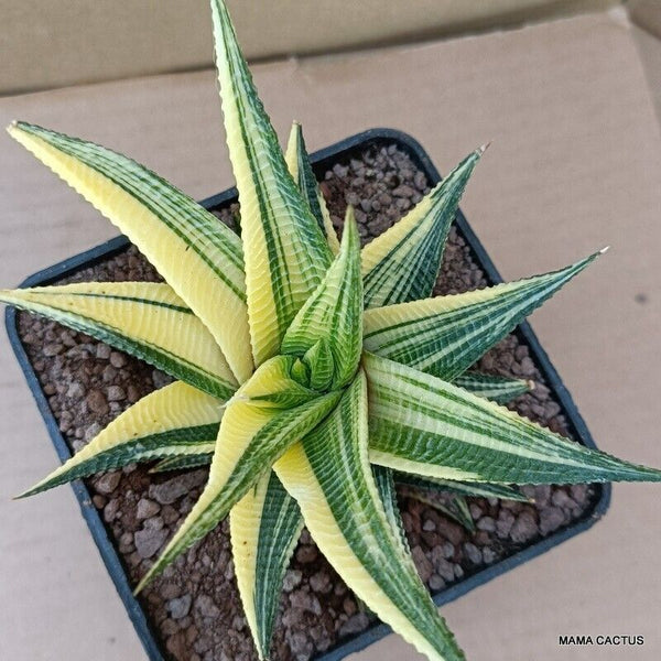 A6547 HAWORTHIA LIMIFOLIA VARIEGATED pot10-H10-W14 cm MaMa Cactus