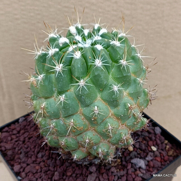 D413 THELOCACTUS CONOTHELOS pot 12 cm H 11 cm W 8,5 cm MaMa Cactus