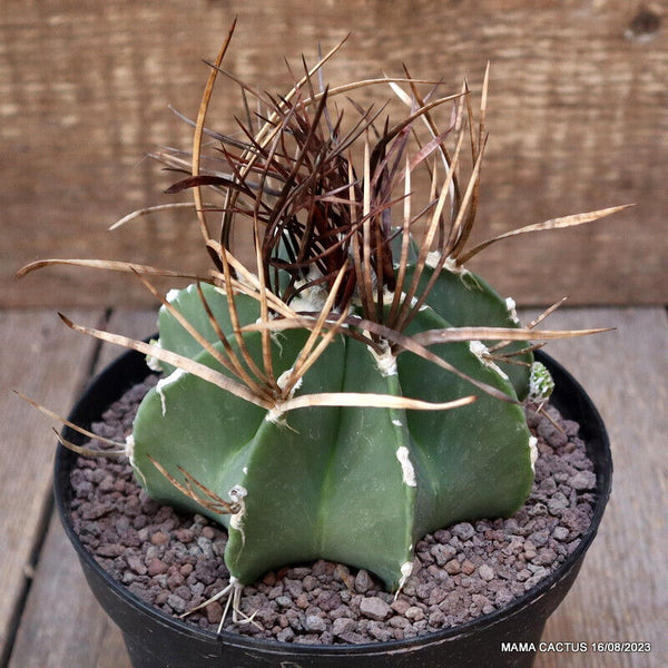 ASTROPHYTUM CAPRICORNE