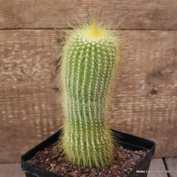 NOTOCACTUS LENINGHAUSII